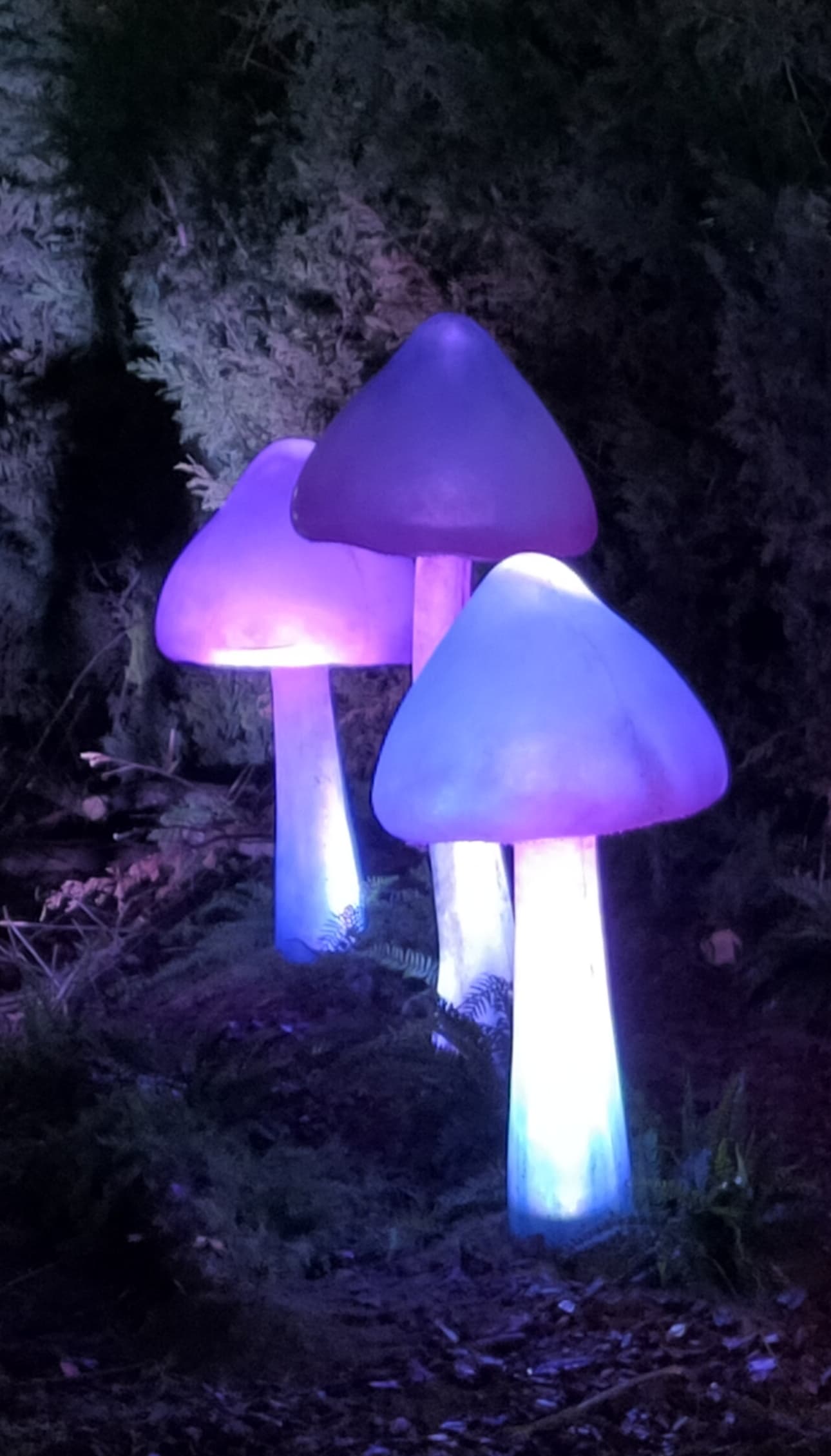 Naturaleza Encendida