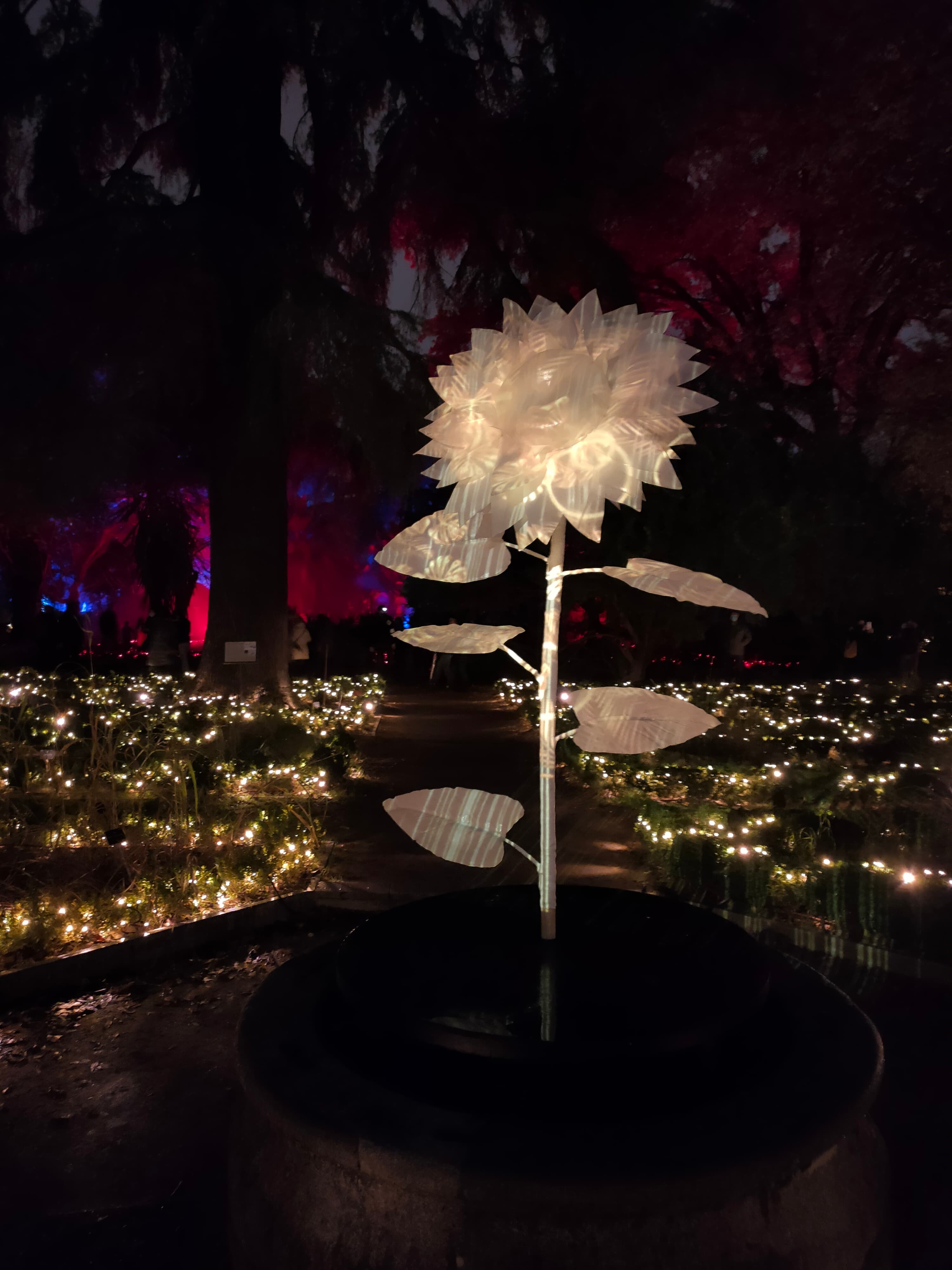 Naturaleza Encendida