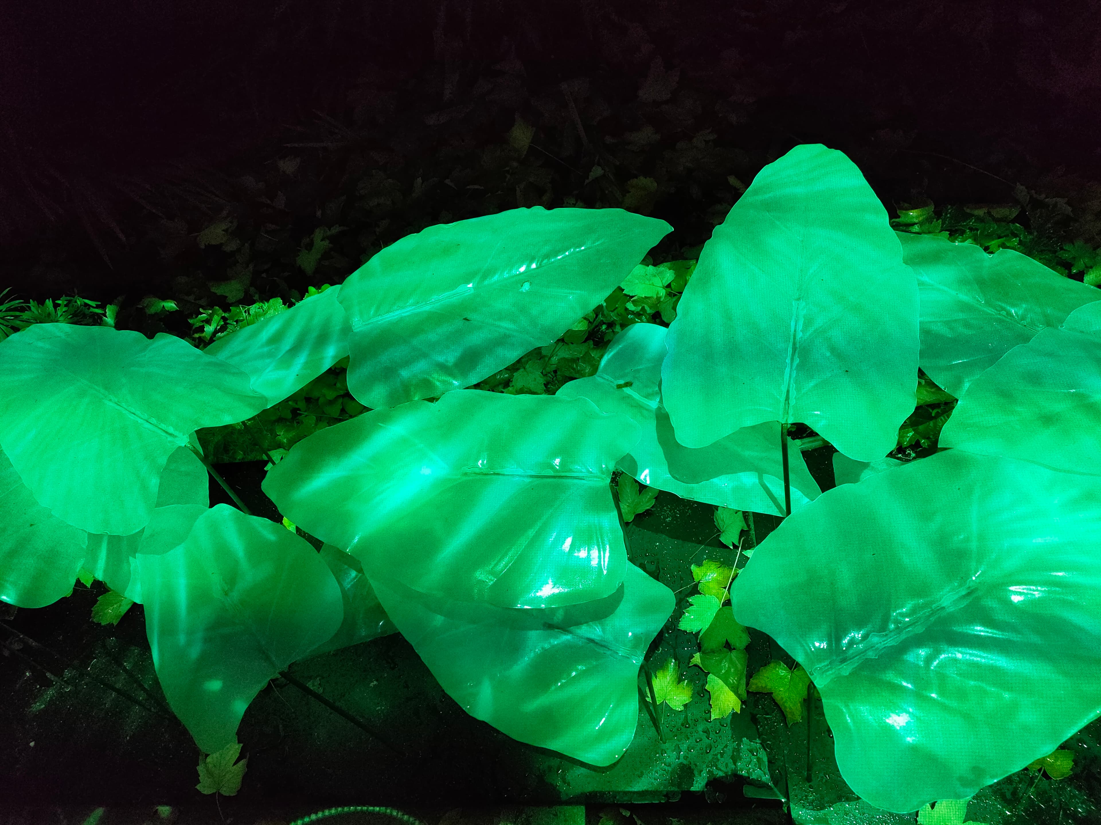 Naturaleza Encendida